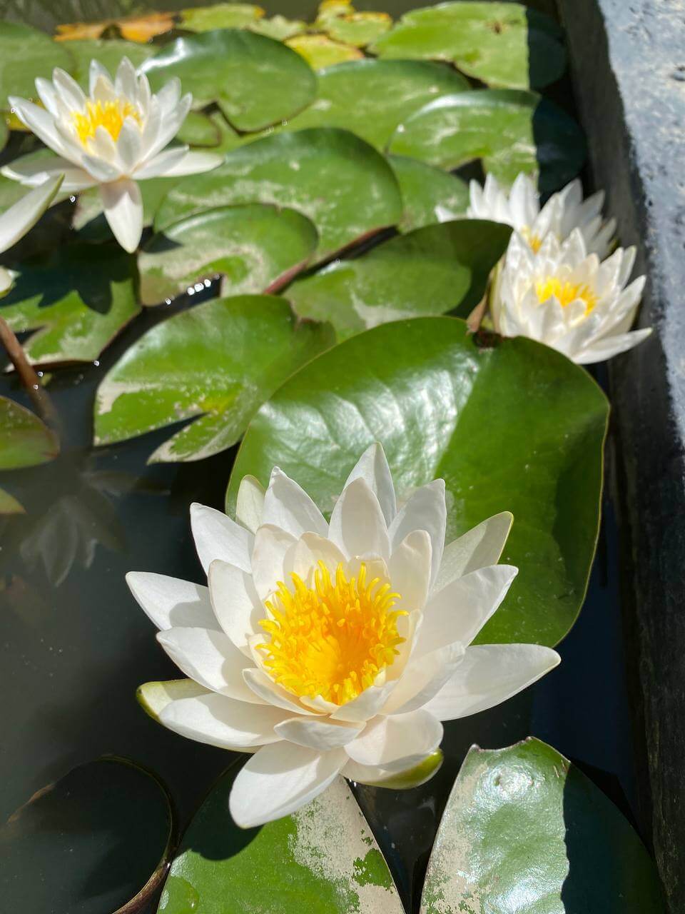 Лотосы